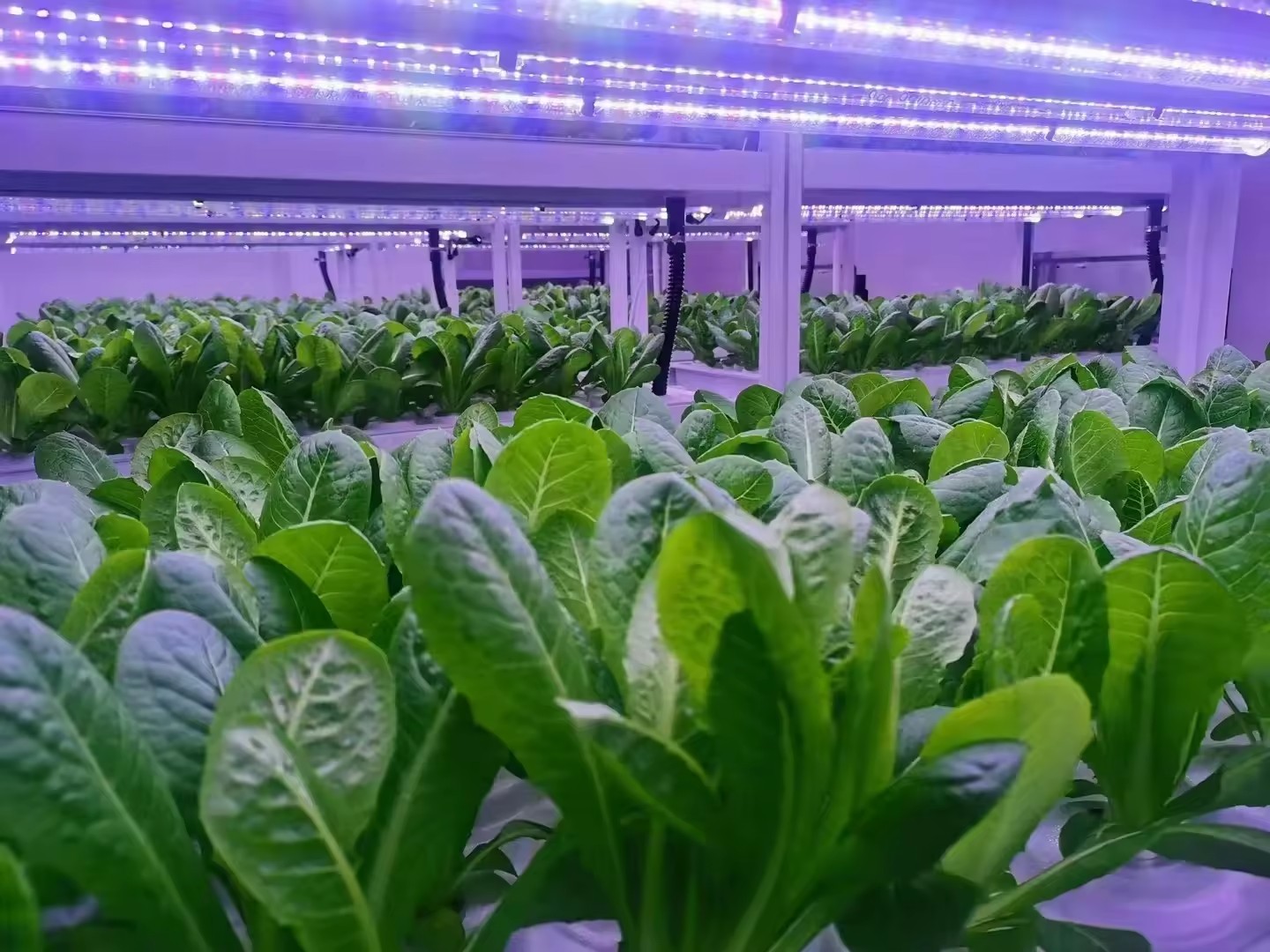 Sera Tarım Ekipmanları Mantar  - Hydroponic Tower incelemesi ve fiyatı