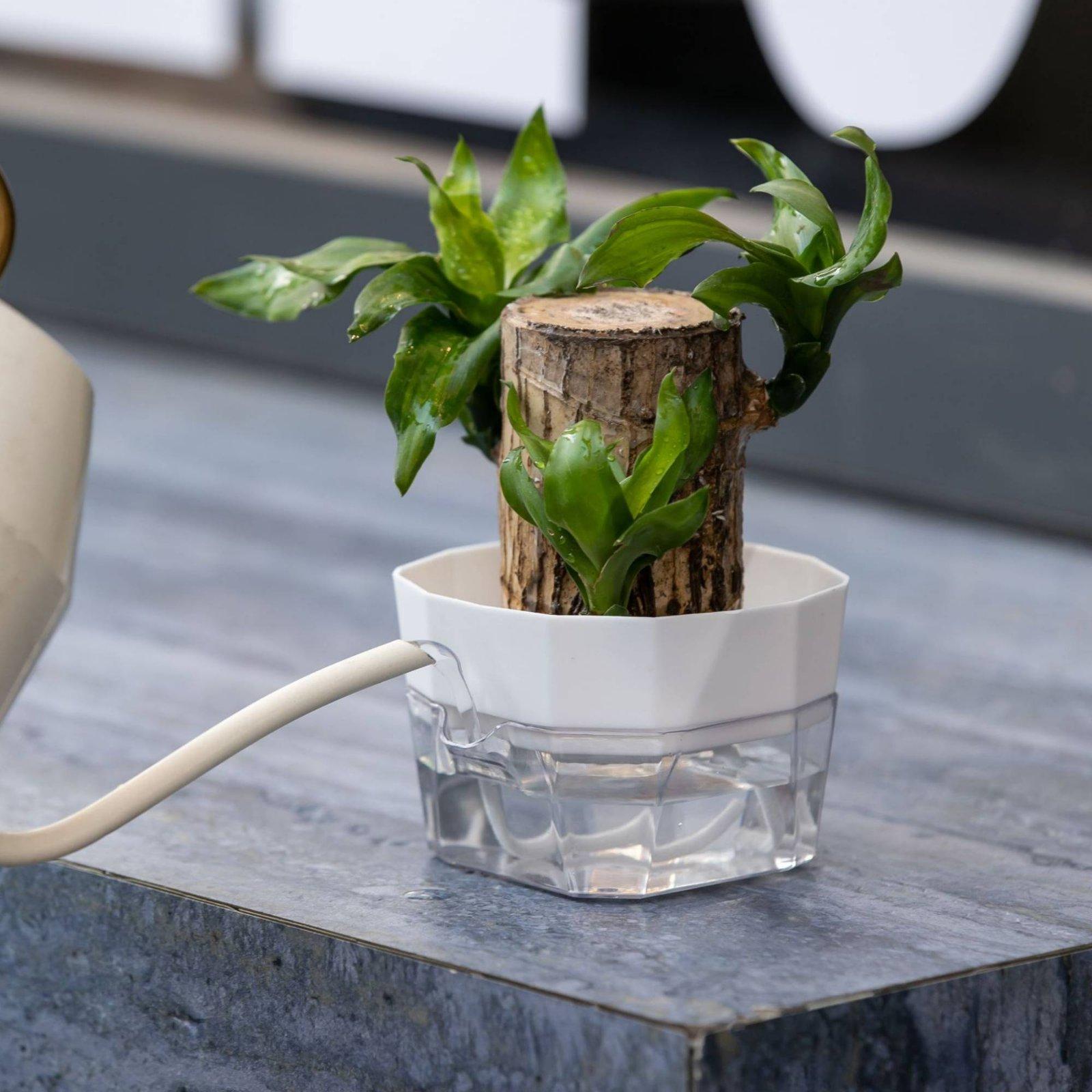 Hidroponik Vazo İki Katmanlı K - Self Watering Planter incelemesi ve fiyatı