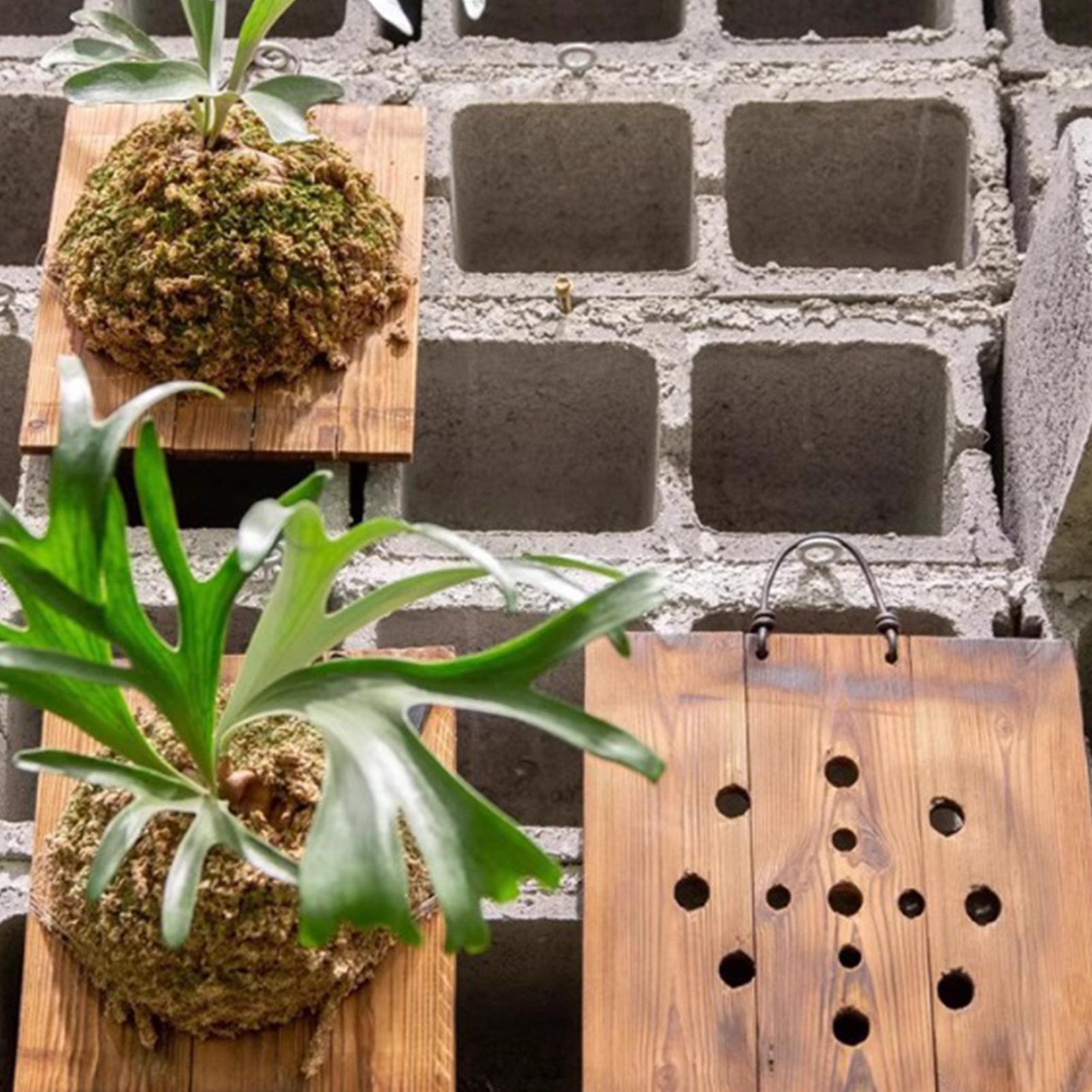 Staghorn Fern Duvar Montaj Pan - Indoor Garden Kit incelemesi ve fiyatı
